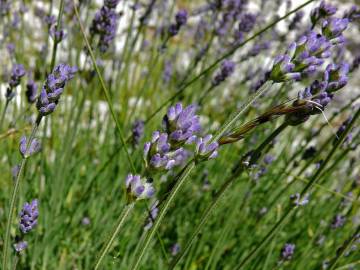 Fotografia da espécie Lavandula angustifolia