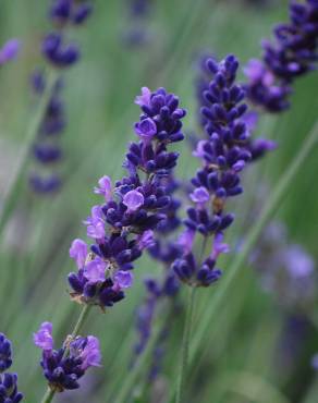 Fotografia 9 da espécie Lavandula angustifolia no Jardim Botânico UTAD