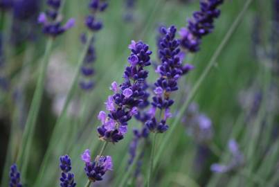 Fotografia da espécie Lavandula angustifolia