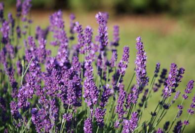 Fotografia da espécie Lavandula angustifolia