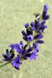 Fotografia da espécie Lavandula angustifolia