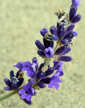 Fotografia 10 da espécie Lavandula angustifolia no Jardim Botânico UTAD