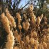 Fotografia 3 da espécie Lamarckia aurea do Jardim Botânico UTAD