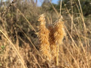 Fotografia da espécie Lamarckia aurea