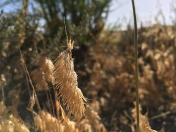 Fotografia da espécie Lamarckia aurea