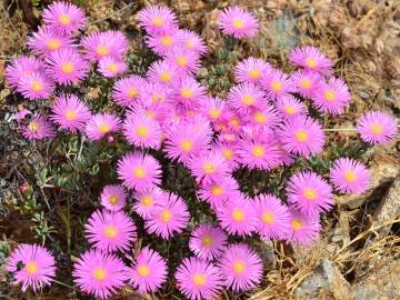 Fotografia da espécie Lampranthus multiradiatus