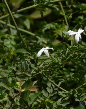 Fotografia 4 da espécie Jasminum officinale no Jardim Botânico UTAD