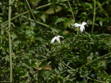 Fotografia da espécie Jasminum officinale