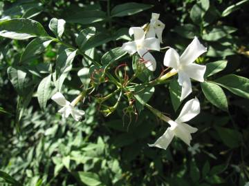 Fotografia da espécie Jasminum officinale