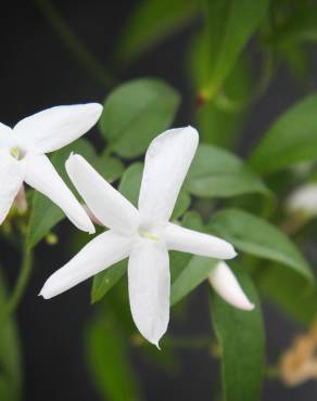 Fotografia 6 da espécie Jasminum officinale no Jardim Botânico UTAD