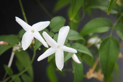 Fotografia da espécie Jasminum officinale