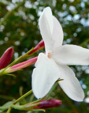 Fotografia 7 da espécie Jasminum officinale no Jardim Botânico UTAD