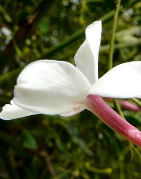 Fotografia 8 da espécie Jasminum officinale no Jardim Botânico UTAD