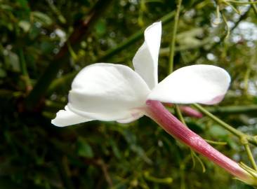 Fotografia da espécie Jasminum officinale