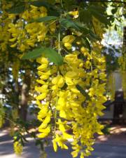 Fotografia da espécie Laburnum x watereri