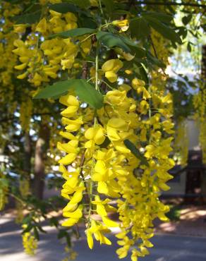 Fotografia 1 da espécie Laburnum x watereri no Jardim Botânico UTAD