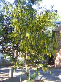 Fotografia da espécie Laburnum x watereri