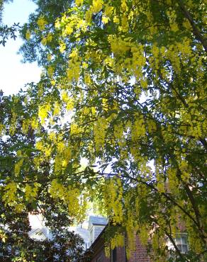 Fotografia 7 da espécie Laburnum x watereri no Jardim Botânico UTAD