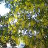 Fotografia 7 da espécie Laburnum x watereri do Jardim Botânico UTAD