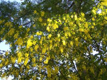 Fotografia da espécie Laburnum x watereri