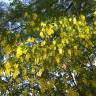 Fotografia 8 da espécie Laburnum x watereri do Jardim Botânico UTAD