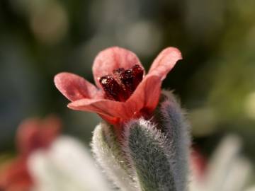 Fotografia da espécie Cynoglossum cheirifolium