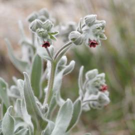 Fotografia da espécie Cynoglossum cheirifolium