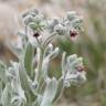 Fotografia 6 da espécie Cynoglossum cheirifolium do Jardim Botânico UTAD