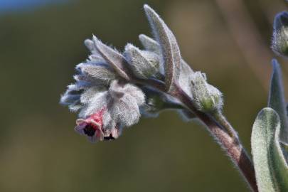 Fotografia da espécie Cynoglossum cheirifolium