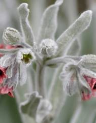 Cynoglossum cheirifolium