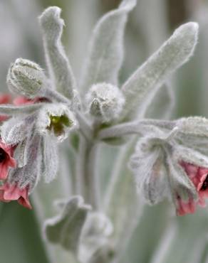 Fotografia 1 da espécie Cynoglossum cheirifolium no Jardim Botânico UTAD