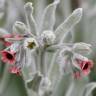 Fotografia 1 da espécie Cynoglossum cheirifolium do Jardim Botânico UTAD