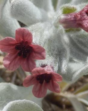 Fotografia 8 da espécie Cynoglossum cheirifolium no Jardim Botânico UTAD