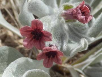 Fotografia da espécie Cynoglossum cheirifolium