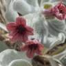Fotografia 8 da espécie Cynoglossum cheirifolium do Jardim Botânico UTAD