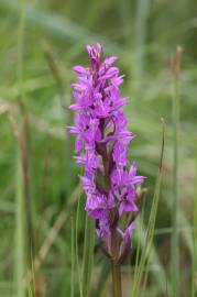 Fotografia da espécie Dactylorhiza elata