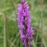 Fotografia 3 da espécie Dactylorhiza elata do Jardim Botânico UTAD