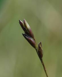 Fotografia da espécie Danthonia decumbens