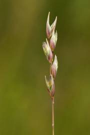 Fotografia da espécie Danthonia decumbens