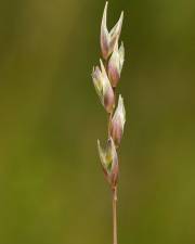 Fotografia da espécie Danthonia decumbens