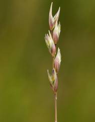 Danthonia decumbens
