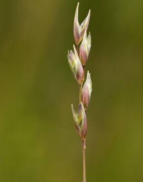 Fotografia 1 da espécie Danthonia decumbens no Jardim Botânico UTAD