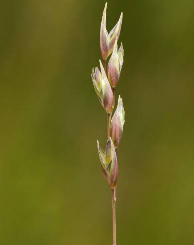 Fotografia de capa Danthonia decumbens - do Jardim Botânico