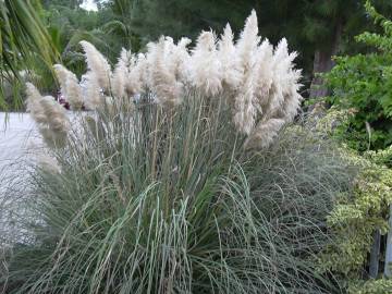 Fotografia da espécie Cortaderia selloana