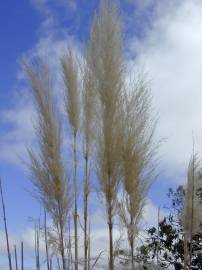 Fotografia da espécie Cortaderia selloana