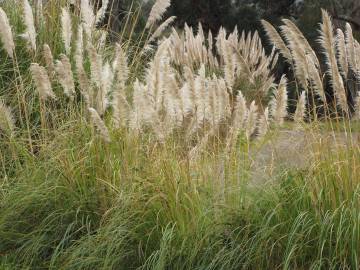 Fotografia da espécie Cortaderia selloana