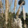 Fotografia 8 da espécie Cortaderia selloana do Jardim Botânico UTAD