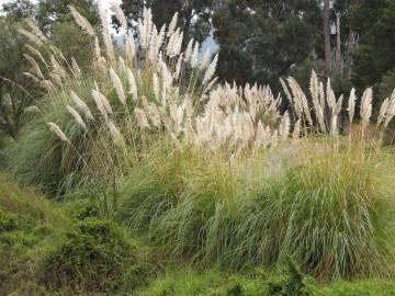 Fotografia da espécie Cortaderia selloana