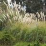 Fotografia 9 da espécie Cortaderia selloana do Jardim Botânico UTAD