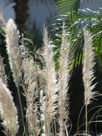 Fotografia da espécie Cortaderia selloana